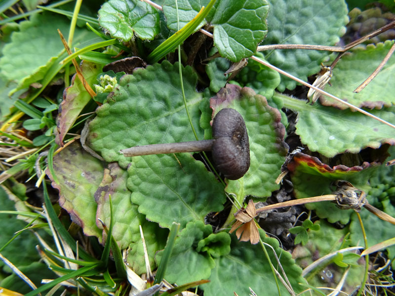 Entoloma serrulatum